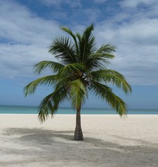 Fototapeta na wymiar Palmen am Strand der Isla Pasion - Cozumel