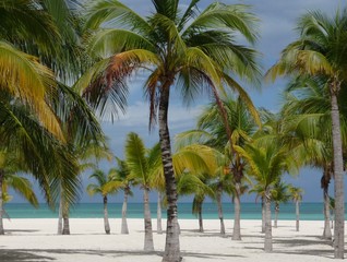 Obraz na płótnie Canvas Palmen am Strand der Isla Pasion - Cozumel