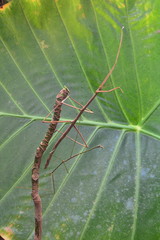 A giant stick bug makes an appearance in the gardens.