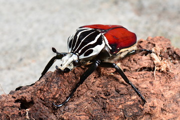 A Giant Goliath beetle roams around its environment looking for action.