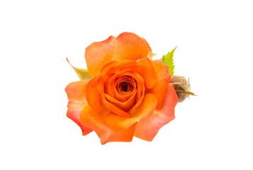 Orange rose isolated