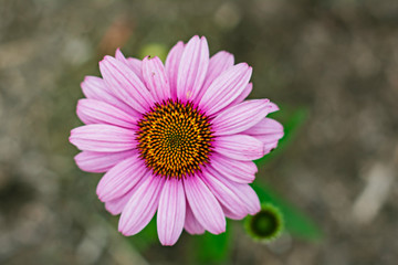 Fototapeta premium Pink Daisy