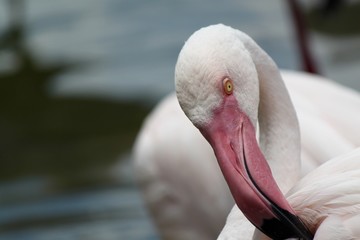 Fototapeta premium flamant rose