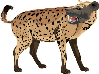 vector spotted hyena illustration