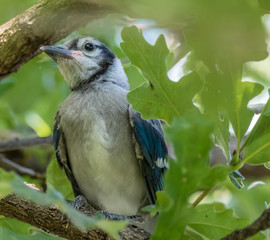 A baby Blue Jay