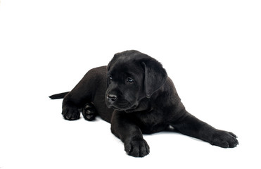 Black labrador isolated