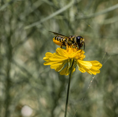 A Bee on a sunflower