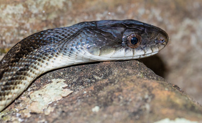 Rat Snake