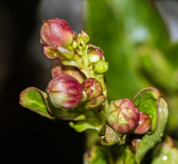 Flower buds after a storm
