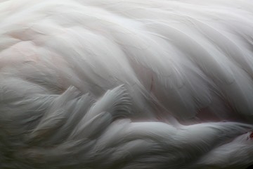 Fototapeta premium plumages de flamants roses