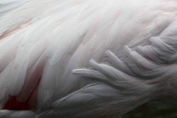 Fototapeta premium plumages de flamants roses