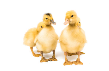 Small geese isolated