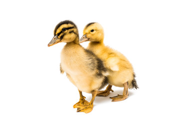 Small geese isolated