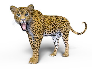 ヒョウ