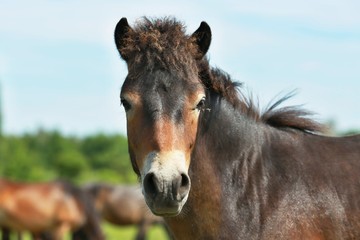 Obraz premium Head of wild horse looking forward