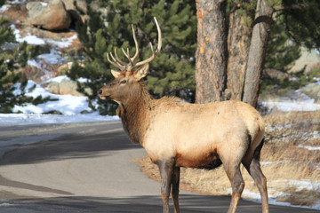 Naklejka na ściany i meble Bull Elk Standing in Road
