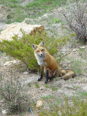 Fox Sitting on Rock
