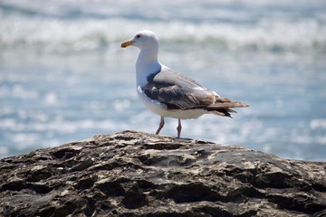 Jalama Gull