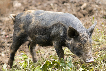 Ossabaw Island hog