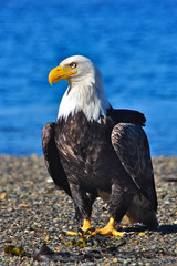 bald eagle standing on beach