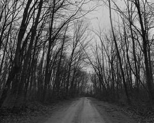Silhouette of trees and driveway