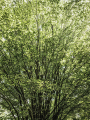 Baum
