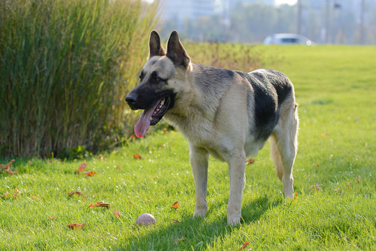 German Shepherd Dog, Eastern European Shepherd Dog in the Park