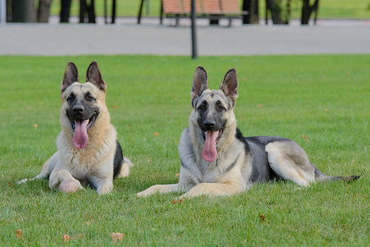 Two German Shepherds, East European Shepherds in the Park
