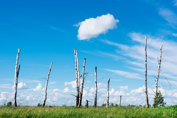 Naklejka premium The landscape depicts broken trees as a result of a great hurricane