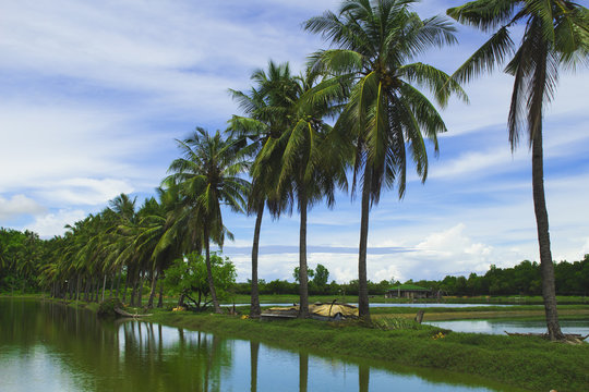 Fluffy coco palm tree between two ponds. Rice paddles and palms.