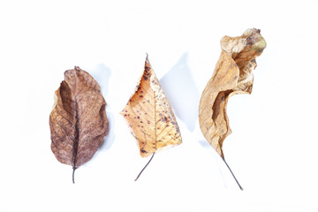 Fototapeta premium Autumn Leaves