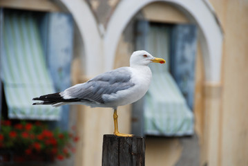 bird