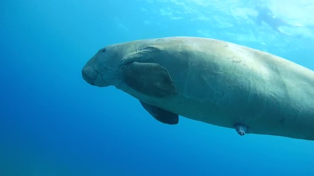 Excited male Dugong swims in blue water - Abu Dabab, Marsa Alam, Red Sea, Egypt, Africa
