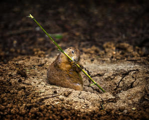 Prairie Dog