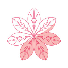 Beautiful flower isolated