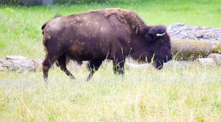 A herd of wild bison with new calves