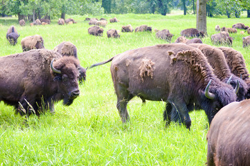 A herd of wild bison with new calves of the season