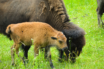 A herd of wild bison with new calves of the season © in_his_image