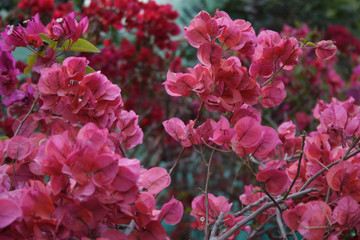 Fototapeta premium Flowers