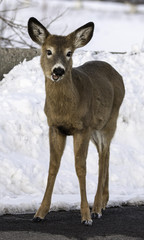 White Tail Deer_1