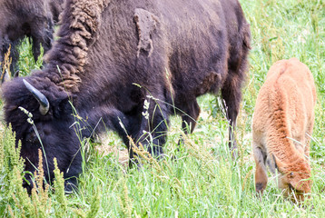 New calves with their wild bison herd
