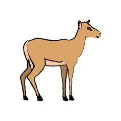 portrait of a standing impala africa mammal wild