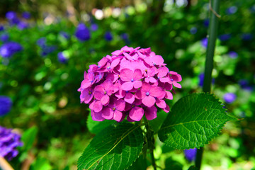 長崎鼻の紫陽花