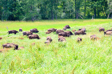 Wild bison grazing in the field with the young