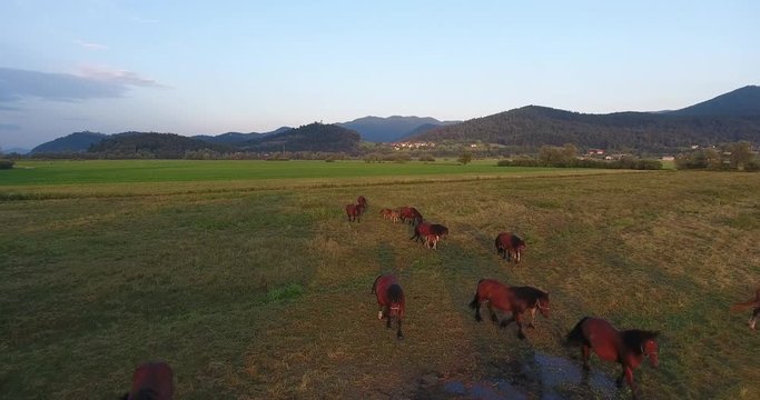 Herd of horses walking towards drone.