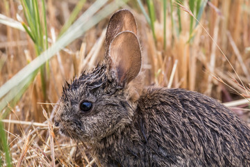 wet bunny rabbit