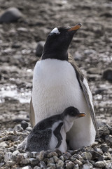 Fototapeta premium Mother and Baby Penguin