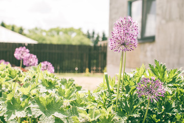Obraz premium Garden plants in the villa