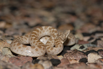 Texas Night Snake
