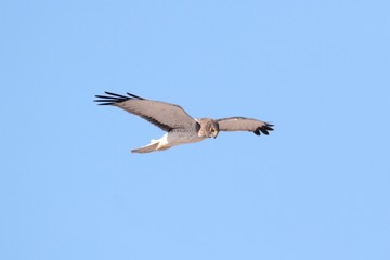 Northern Harrier (Circus cyaneus)